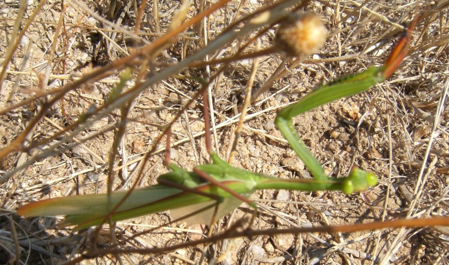 Mantis religiosa